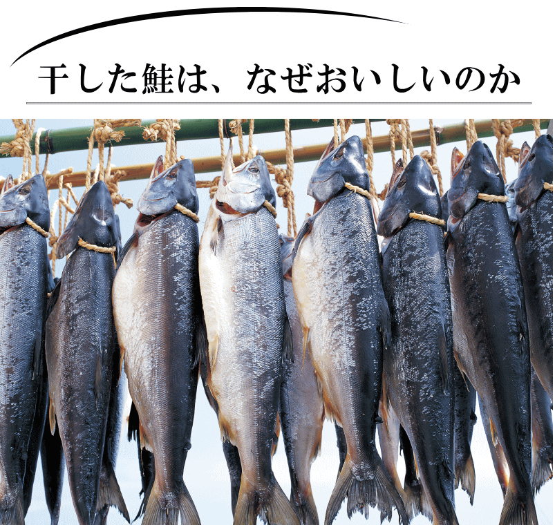 干した鮭はなぜおいしいか