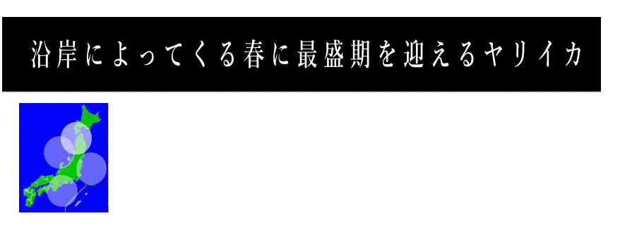 北海道産