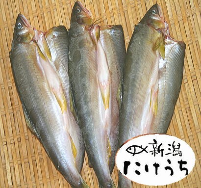 あゆ干し